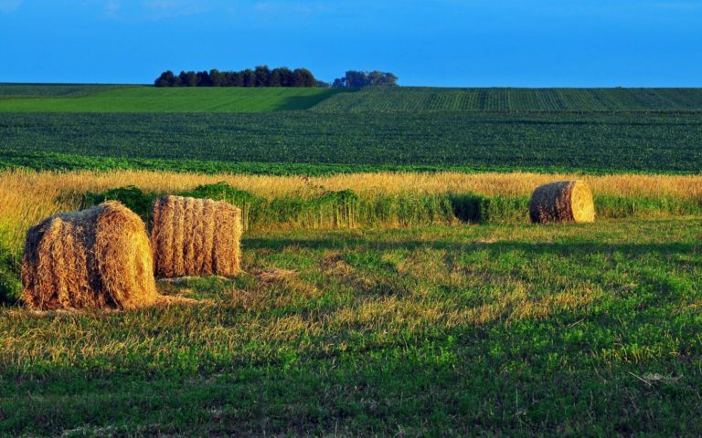 Read more about the article Fonduri pentru agricultură și zona rurală: România a plătit 1,8 miliarde de euro